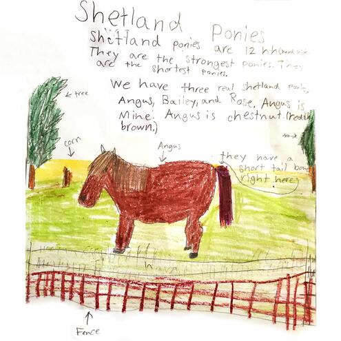 a Shteland pony in it's farm enclosure