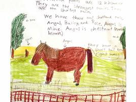 a Shteland pony in it's farm enclosure
