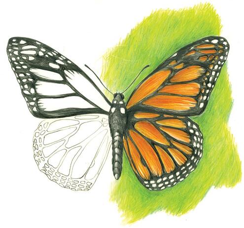 colored pencil drawing of monarch butterfly