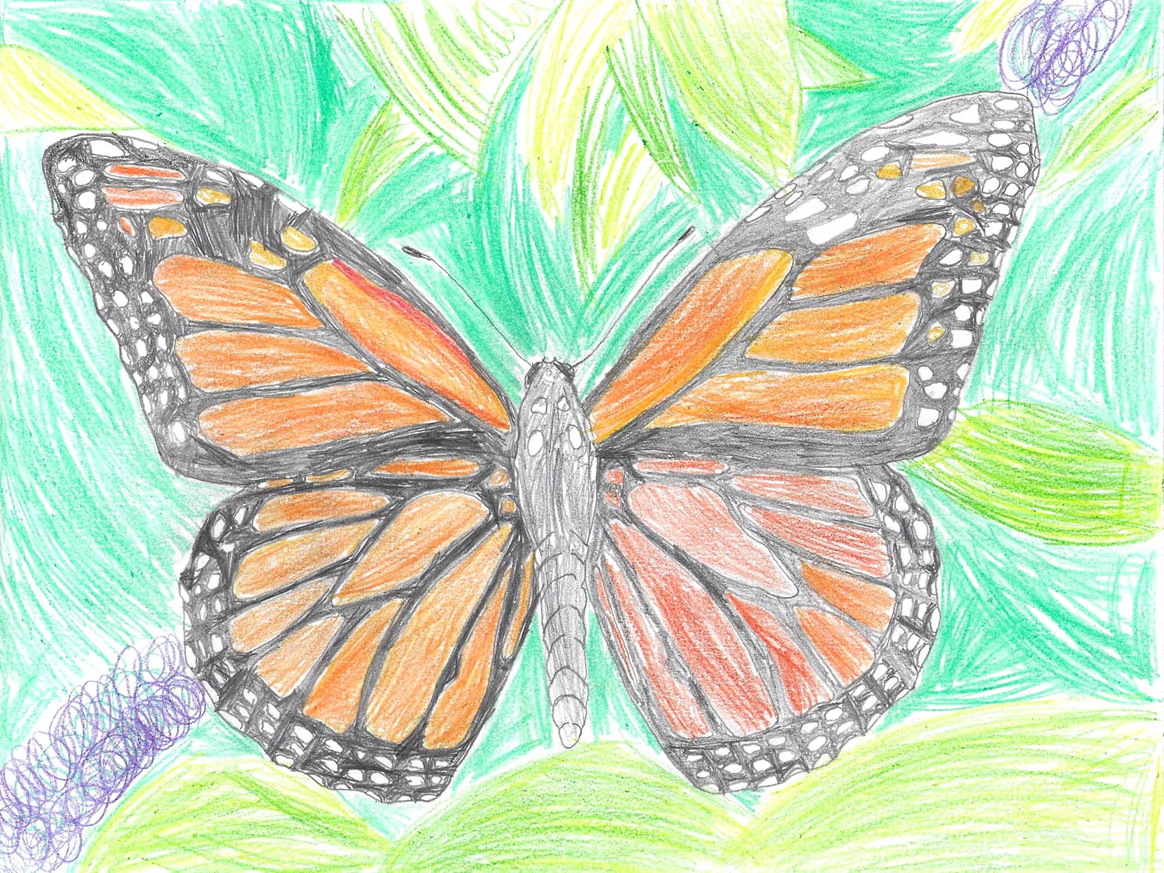 Draw a Butterfly Winners |