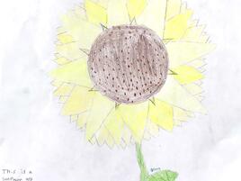 drawing of a sunflower and diagramming of its parts