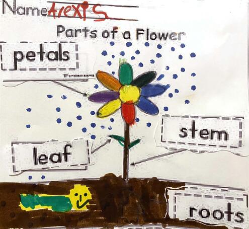 parts of a flower with labels
