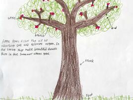 drawing of an apple tree and diagramming of its parts