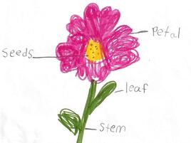 drawing of a flower with diagramming of its parts