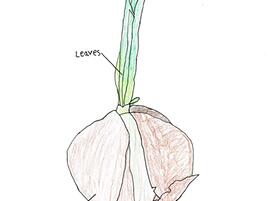 drawing of an onion plant with diagramming of its parts