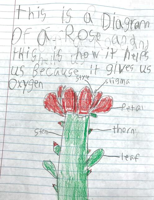 drawing of a rose with diagramming of its parts