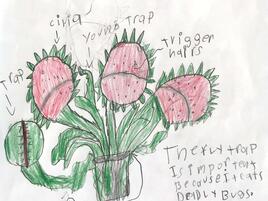 drawing of a Venus flytrap with diagramming of its parts