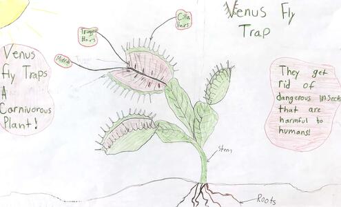 drawing of a Venus flytrap with diagramming of its parts