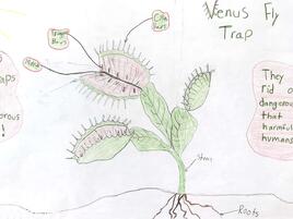 drawing of a Venus flytrap with diagramming of its parts
