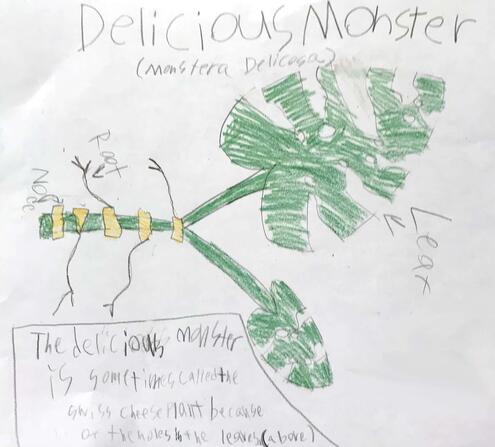 drawing of a delicious monster plant with diagramming of its parts
