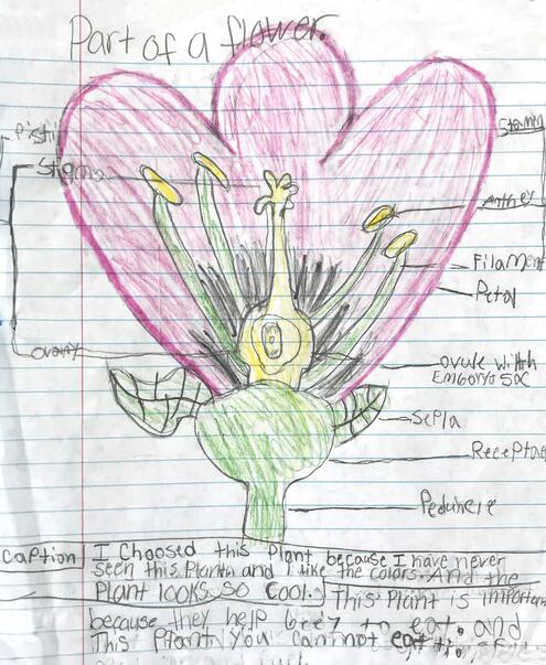 drawing of a flower with diagramming of its parts