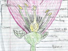 drawing of a flower with diagramming of its parts