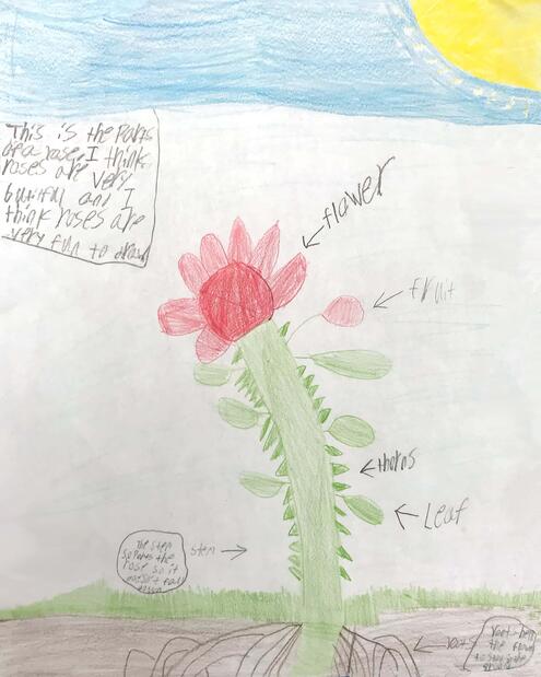 drawing of a rose in its environment with diagramming of its parts