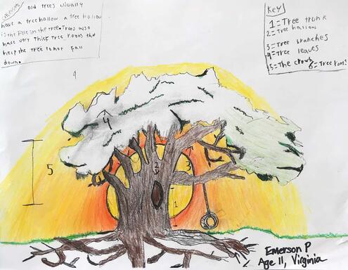 drawing of a tree with diagramming of its parts