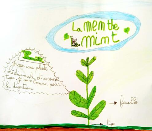 drawing of a mint plant with diagramming of its parts