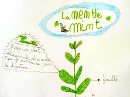 drawing of a mint plant with diagramming of its parts