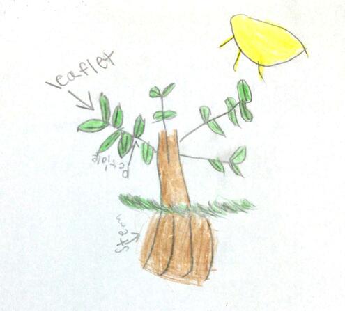 drawing of a plant with diagramming of its parts