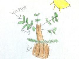 drawing of a plant with diagramming of its parts