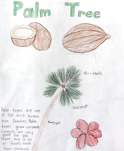 drawing of a coconut tree and coconut with diagramming of all the parts