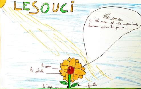 drawing of a sunflower with diagramming of all its parts