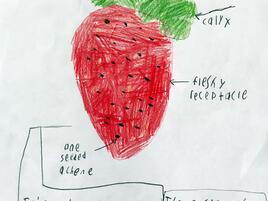 drawing of a strawberry with diagramming of its parts