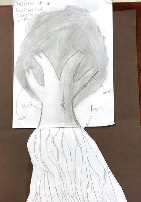 drawing of a maple tree with diagramming of its parts
