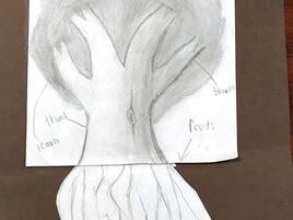 drawing of a maple tree with diagramming of its parts