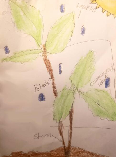 drawing of a plant with diagramming of its parts