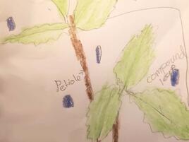 drawing of a plant with diagramming of its parts