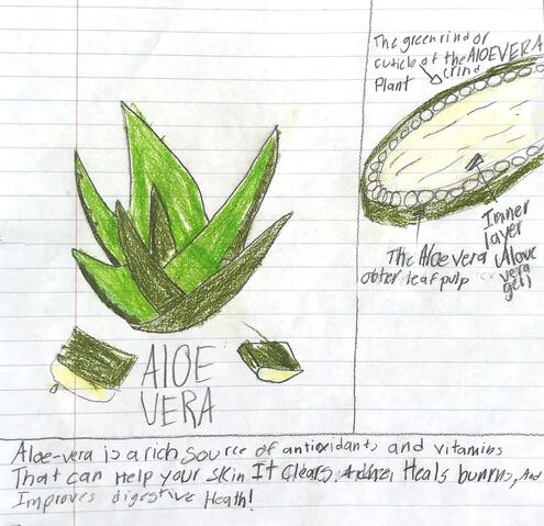 drawing of an aloe plant with diagramming of its parts