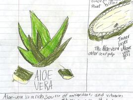 drawing of an aloe plant with diagramming of its parts
