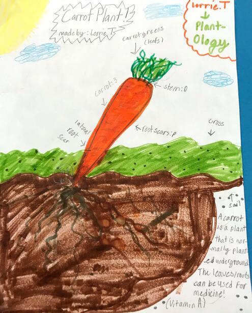 drawing of a carrot and diagramming of its parts