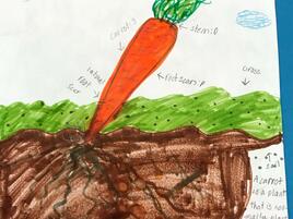 drawing of a carrot and diagramming of its parts