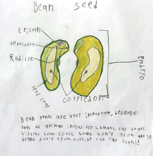drawing of a dissected bean with diagramming of its parts