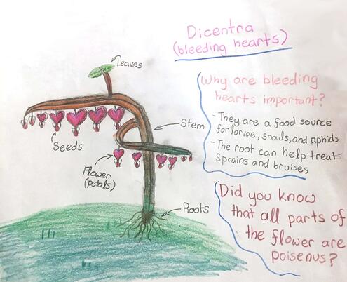 drawing of bleeding hearts plant with diagramming of its parts