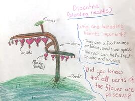 drawing of bleeding hearts plant with diagramming of its parts