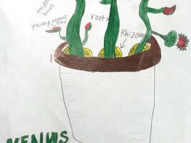 drawing of a Venus flytrap with diagramming of its parts