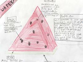drawing of a slice of watermelon with diagramming of its parts