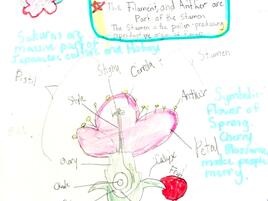 drawing of a flower with diagramming of its parts