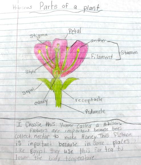 drawing of a flower with diagramming of its parts