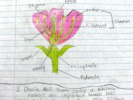 drawing of a flower with diagramming of its parts