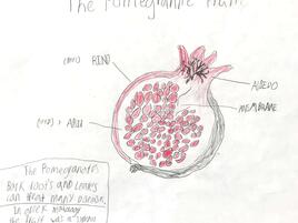 drawing of a cross-section of a pomegranate with diagramming of its parts