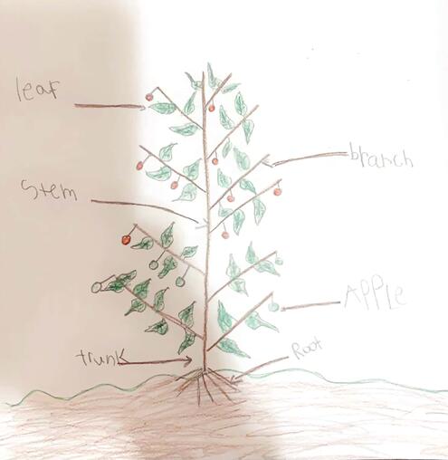 drawing of an apple tree with diagramming of its parts