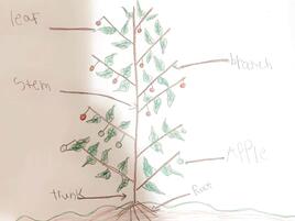 drawing of an apple tree with diagramming of its parts