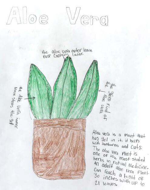 drawing of an aloe plant with diagramming of its parts