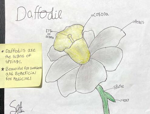 drawing of a daffodil with diagramming of its parts
