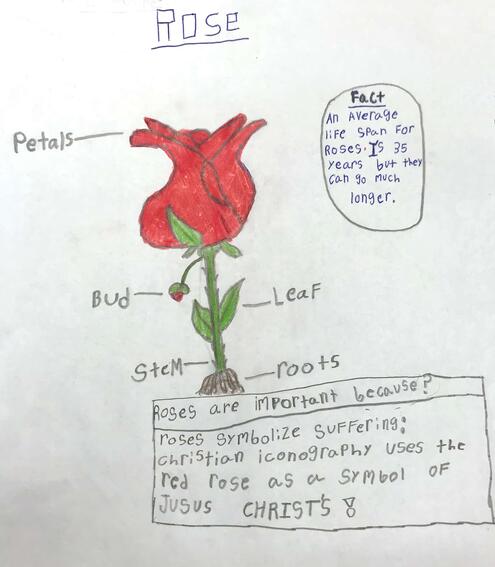 drawing of a rose plant with diagramming of its parts