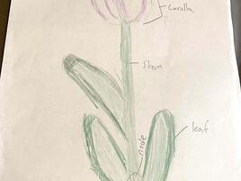 drawing of a tulip with diagramming of its parts