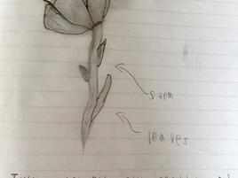 drawing of a tulip with diagramming of its parts