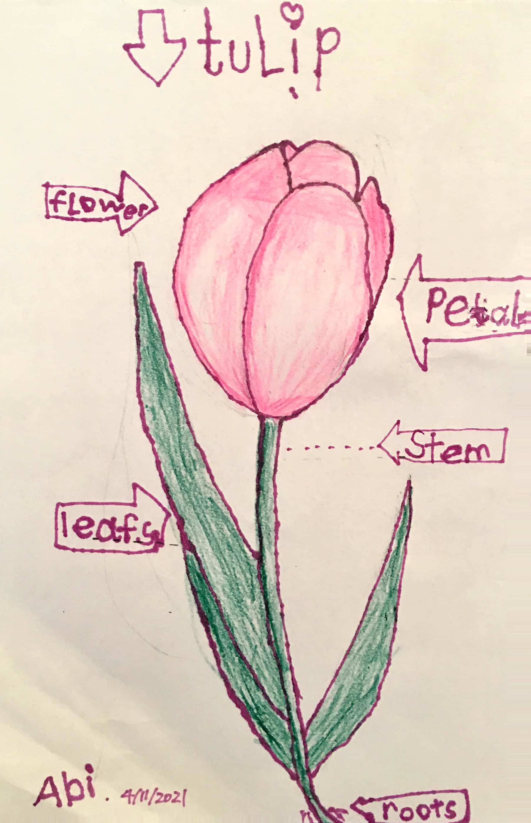 Draw a Plant Challenge Winners | AMNH